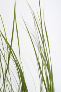 Natur, Gras, kleine Schärfentiefe, Wind, Natur, Gras, kleine Schärfentiefe, Wind,